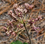 Clasping milkweed